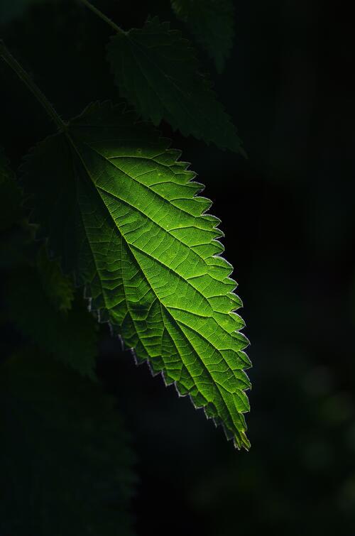 Close-up wallpaper of a green nettle leaf