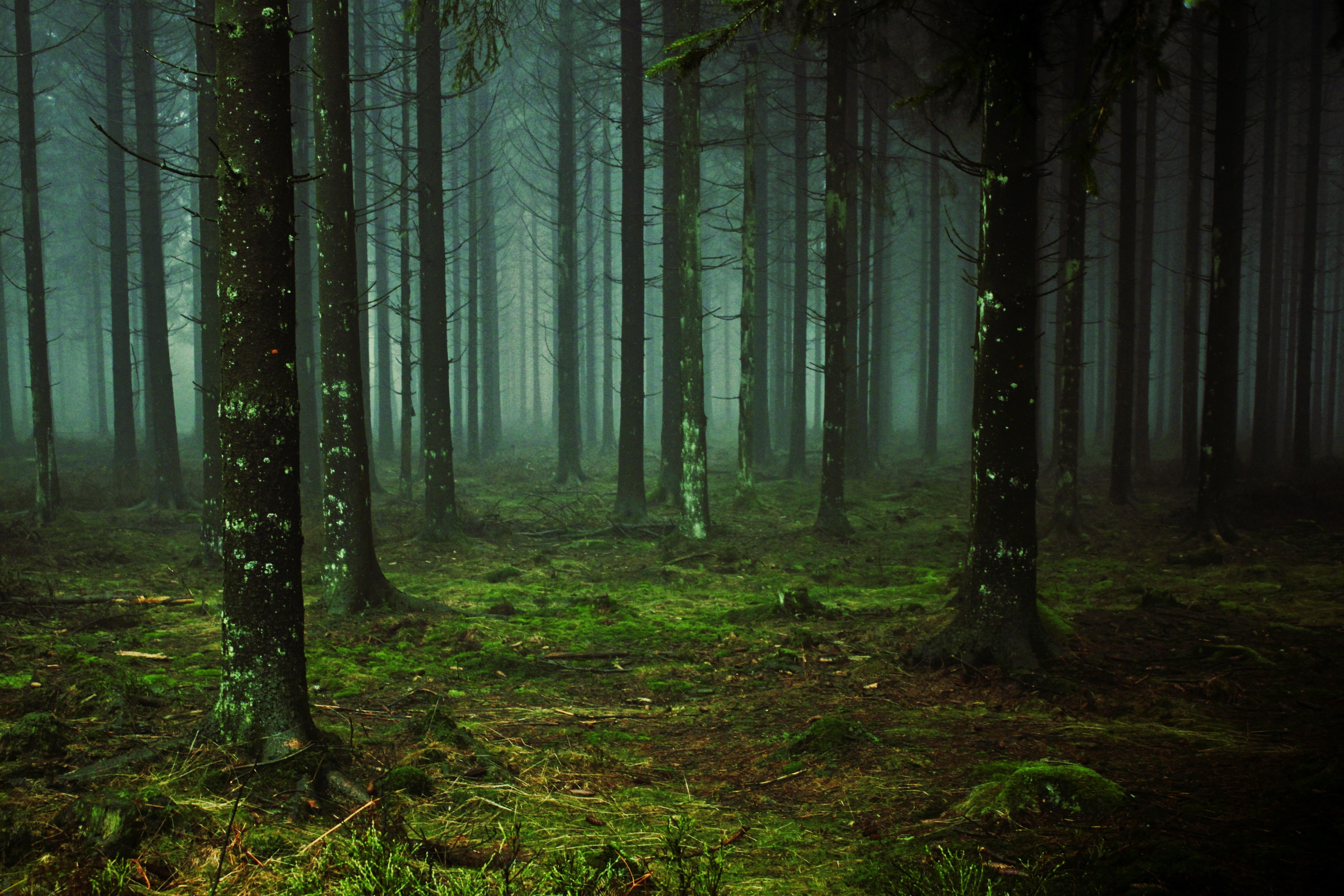 免费照片浓雾中的黑暗森林