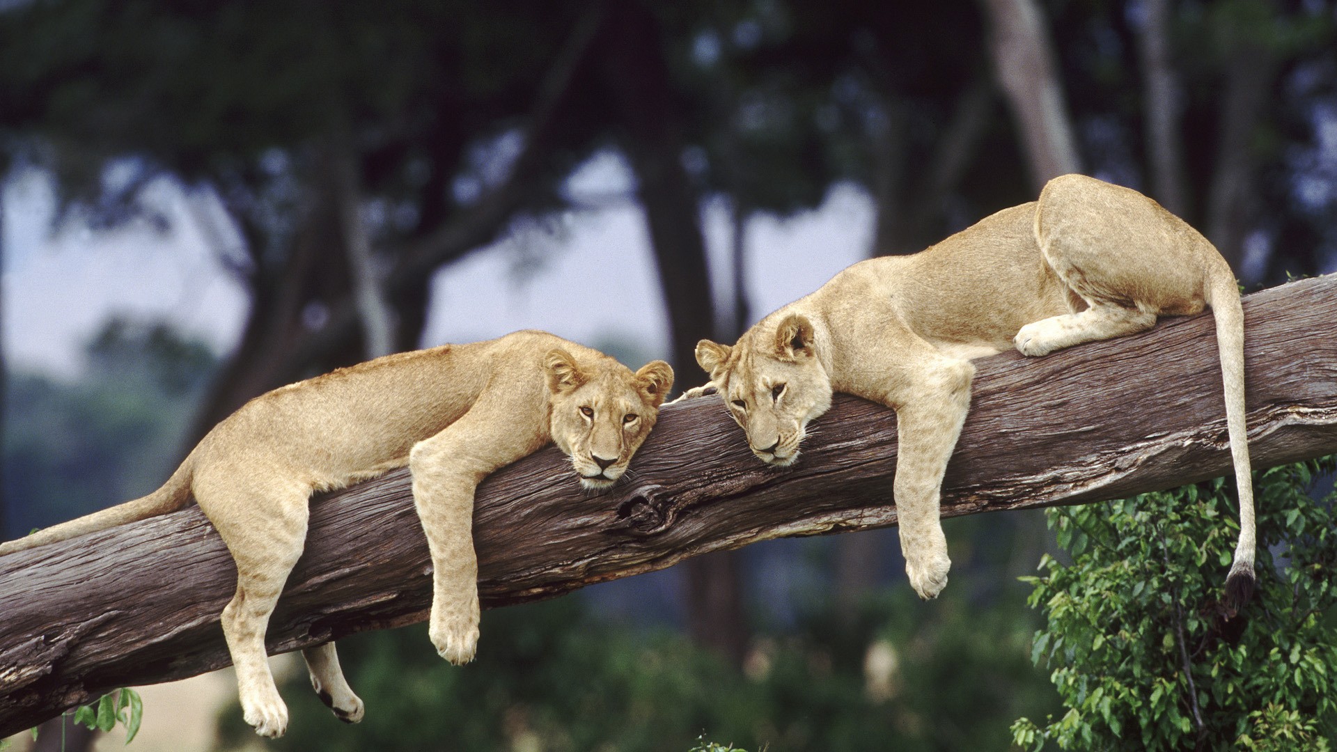 Two lionesses resting on a tree trunk.