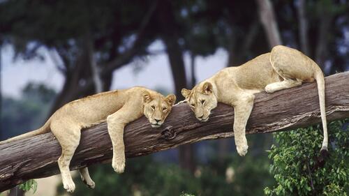 Две львицы отдыхают на стволе дерева