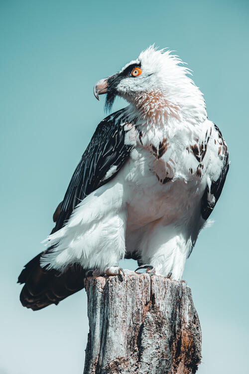 Необычный перистый орел