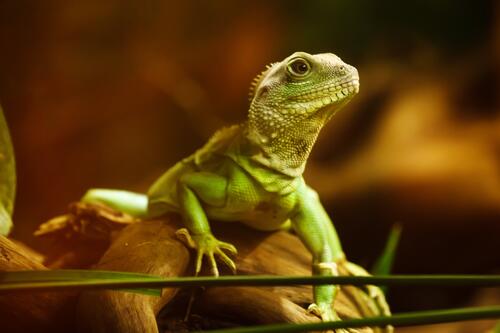 A green lizard looks into the lens