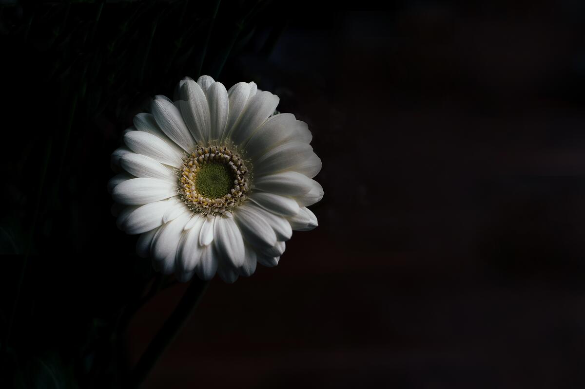 Large white flower on a black background