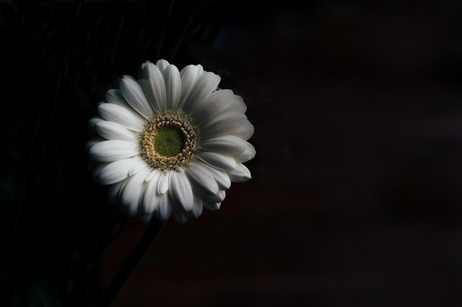 Free photo Large white flower on a black background