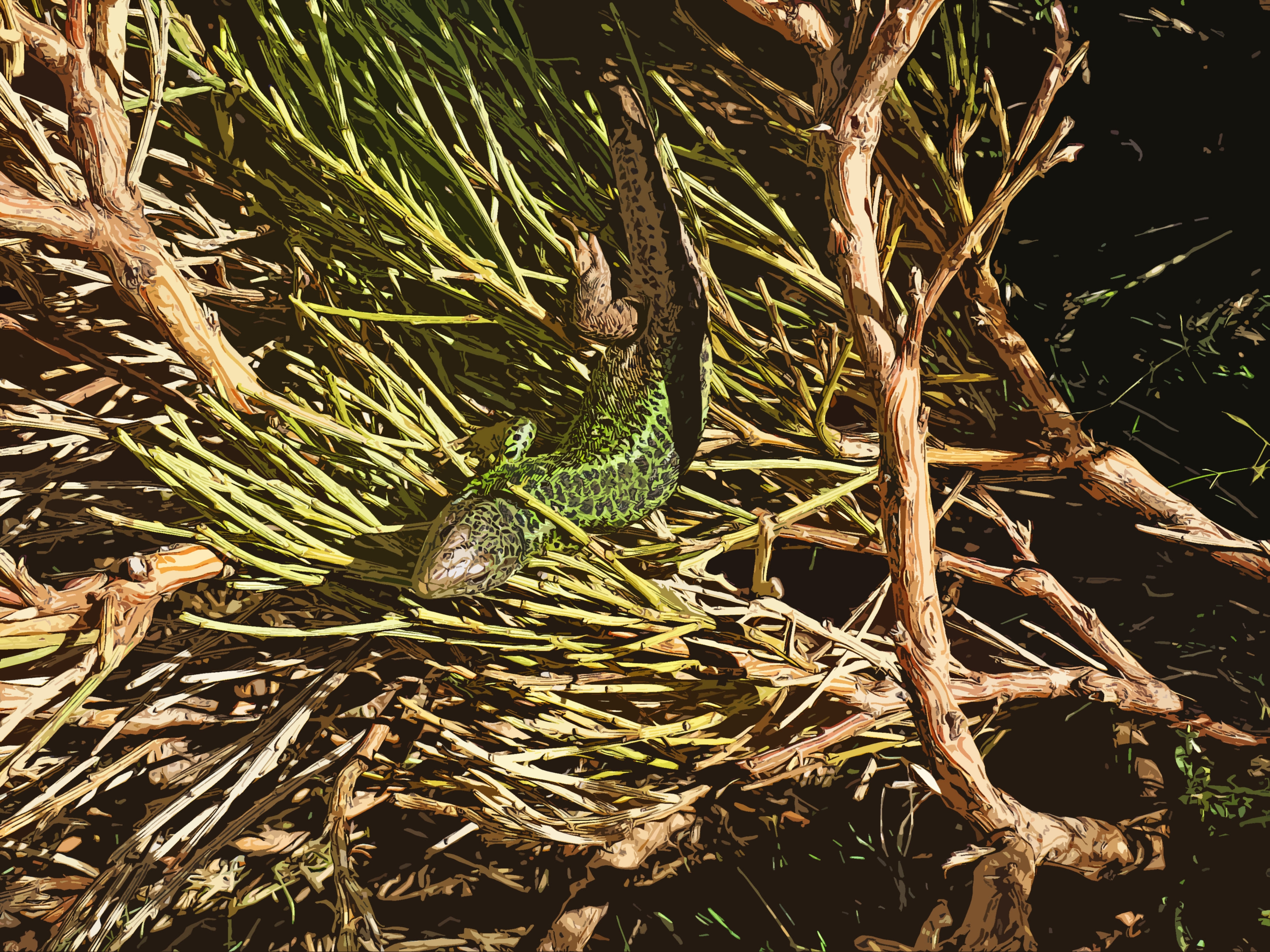 Free photo Green spotted lizard