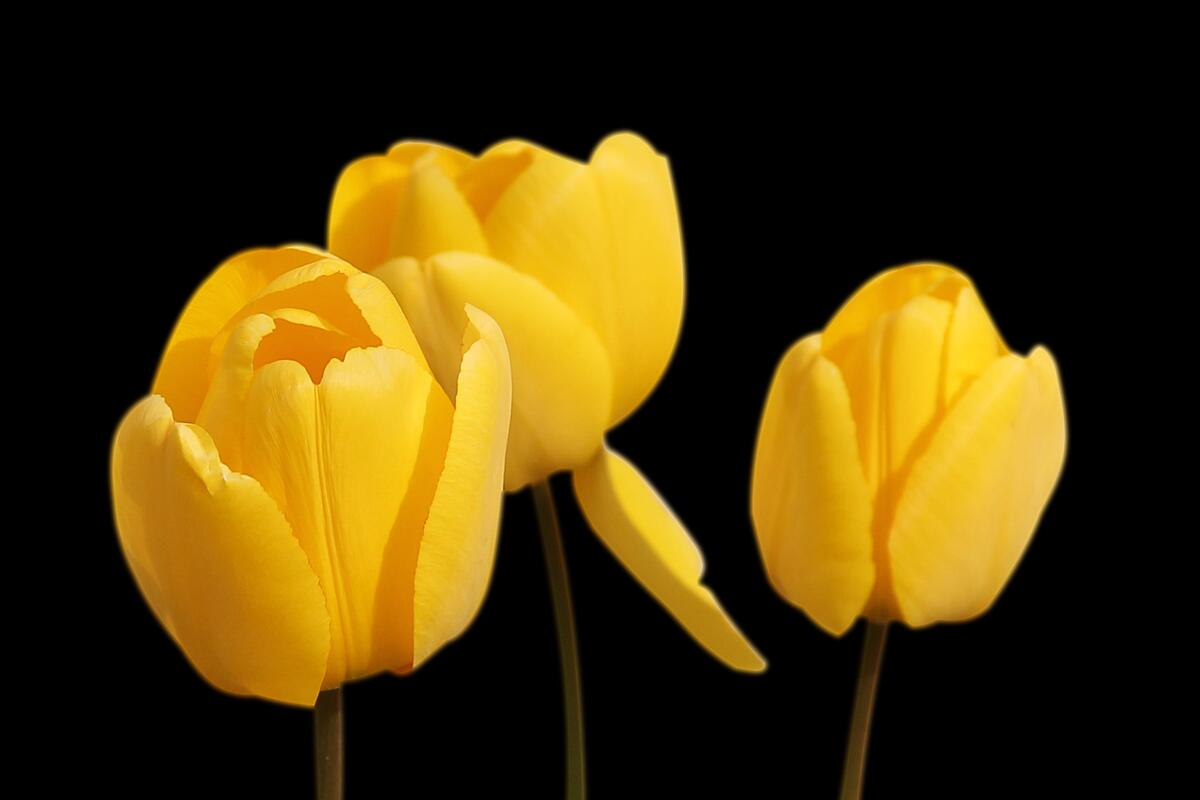 Yellow tulips on a black background