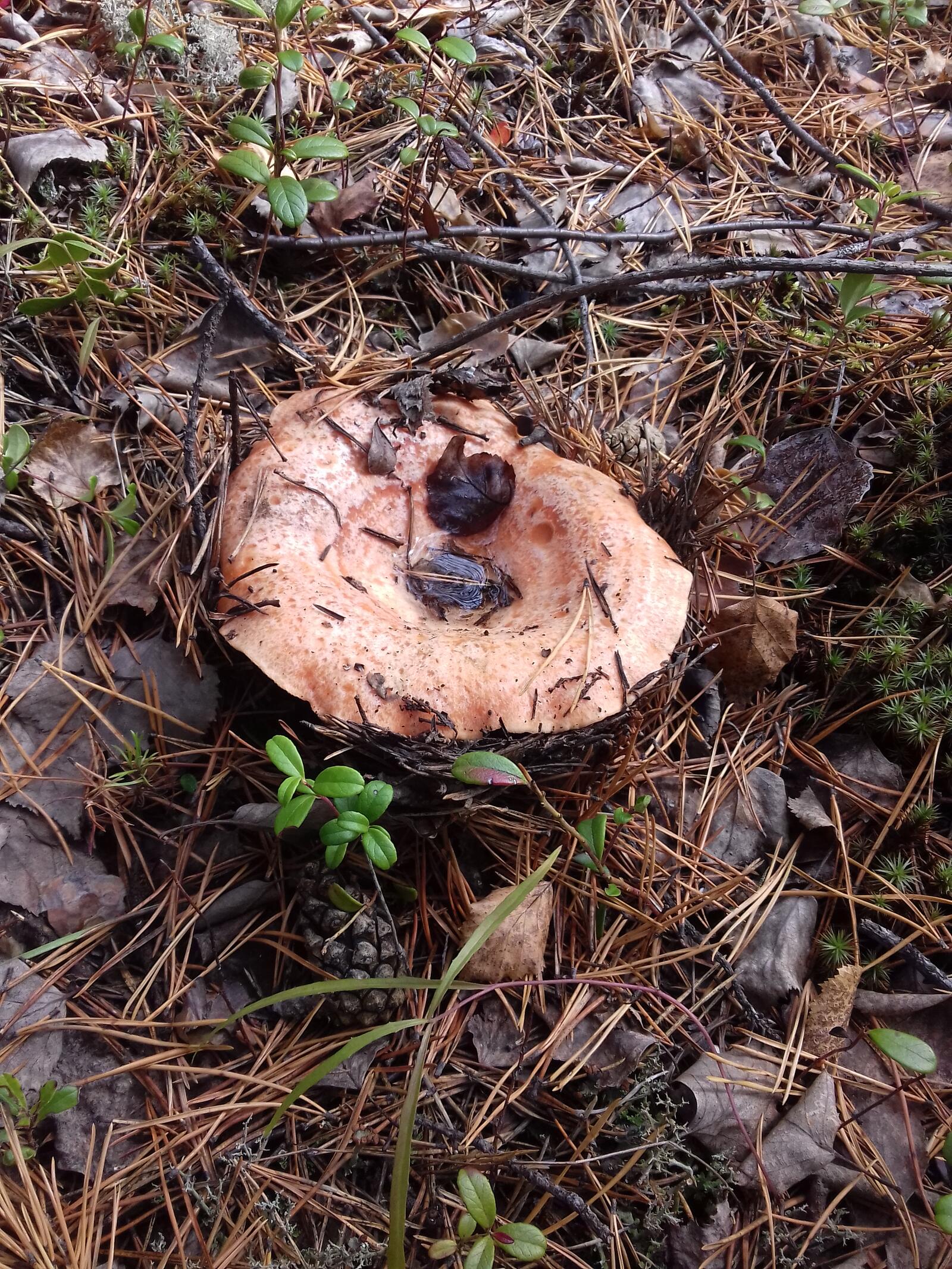 免费照片Volnus 蘑菇