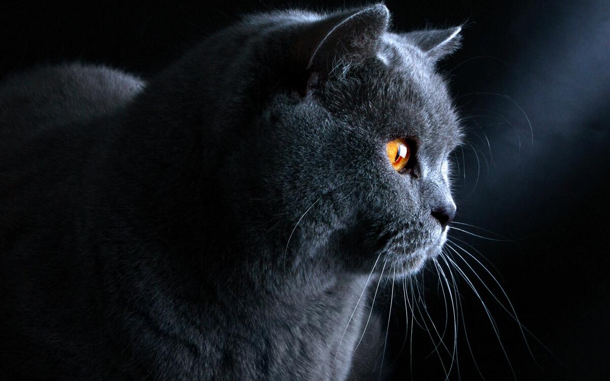 Portrait of a beautiful gray cat with yellow eyes