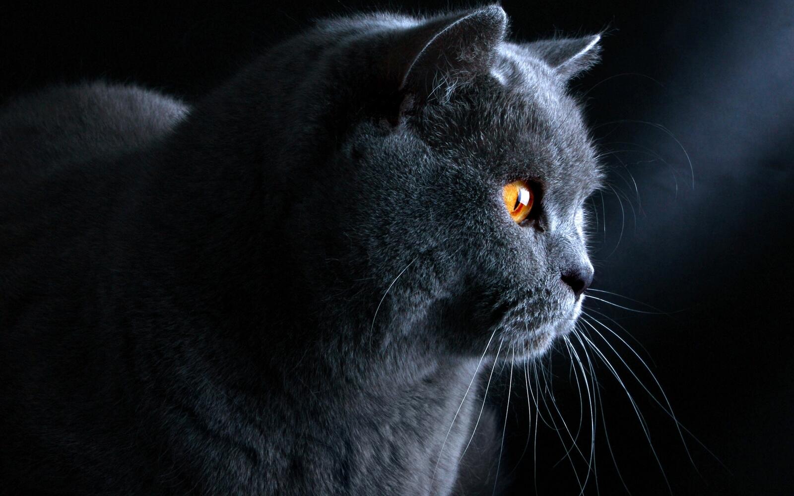 Free photo Portrait of a beautiful gray cat with yellow eyes