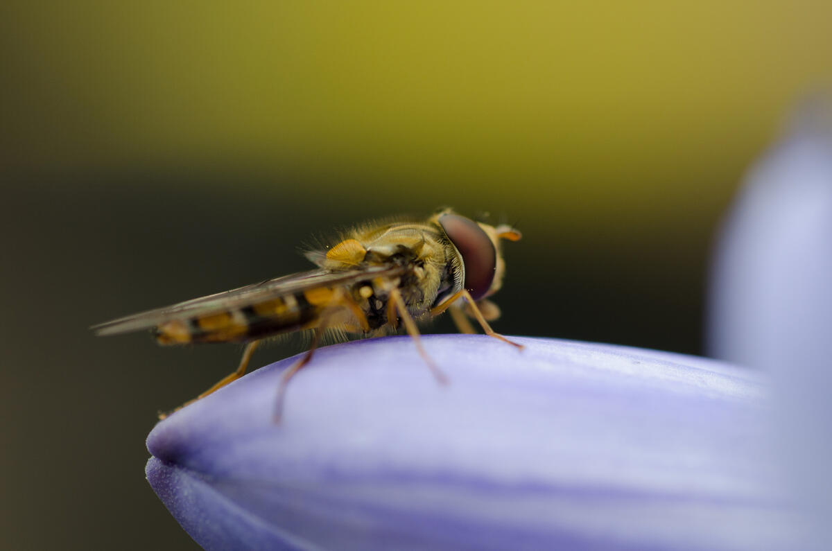 一只蜻蜓坐在花瓣上。