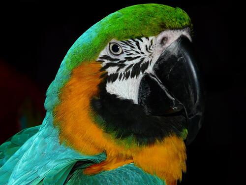 Портрет попугая ара