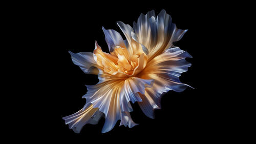 Beautiful flower on a black background with interesting petals