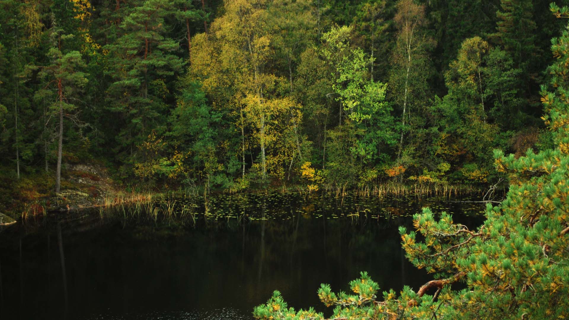 Фото бесплатно лес, озеро, природа