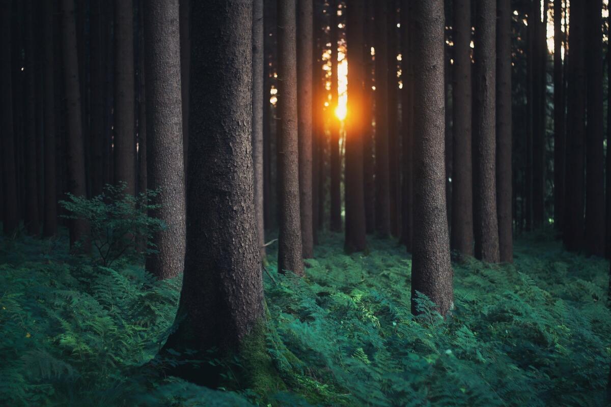 В густом лесу виднеется просвет солнца