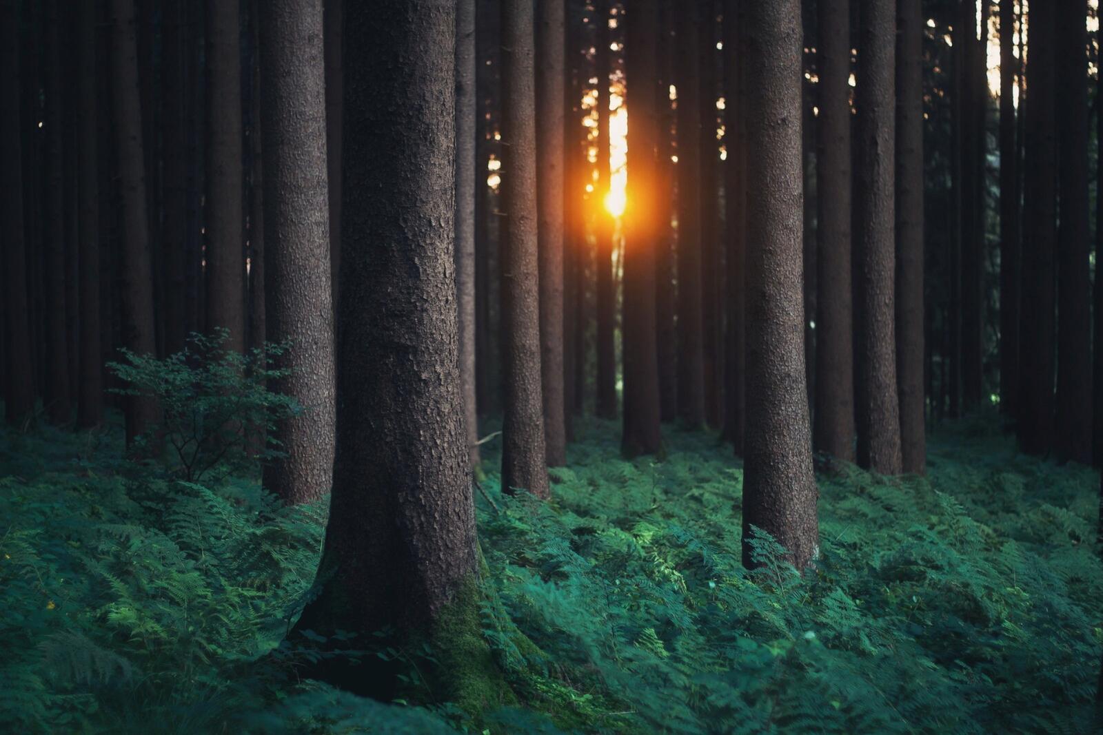 Бесплатное фото В густом лесу виднеется просвет солнца