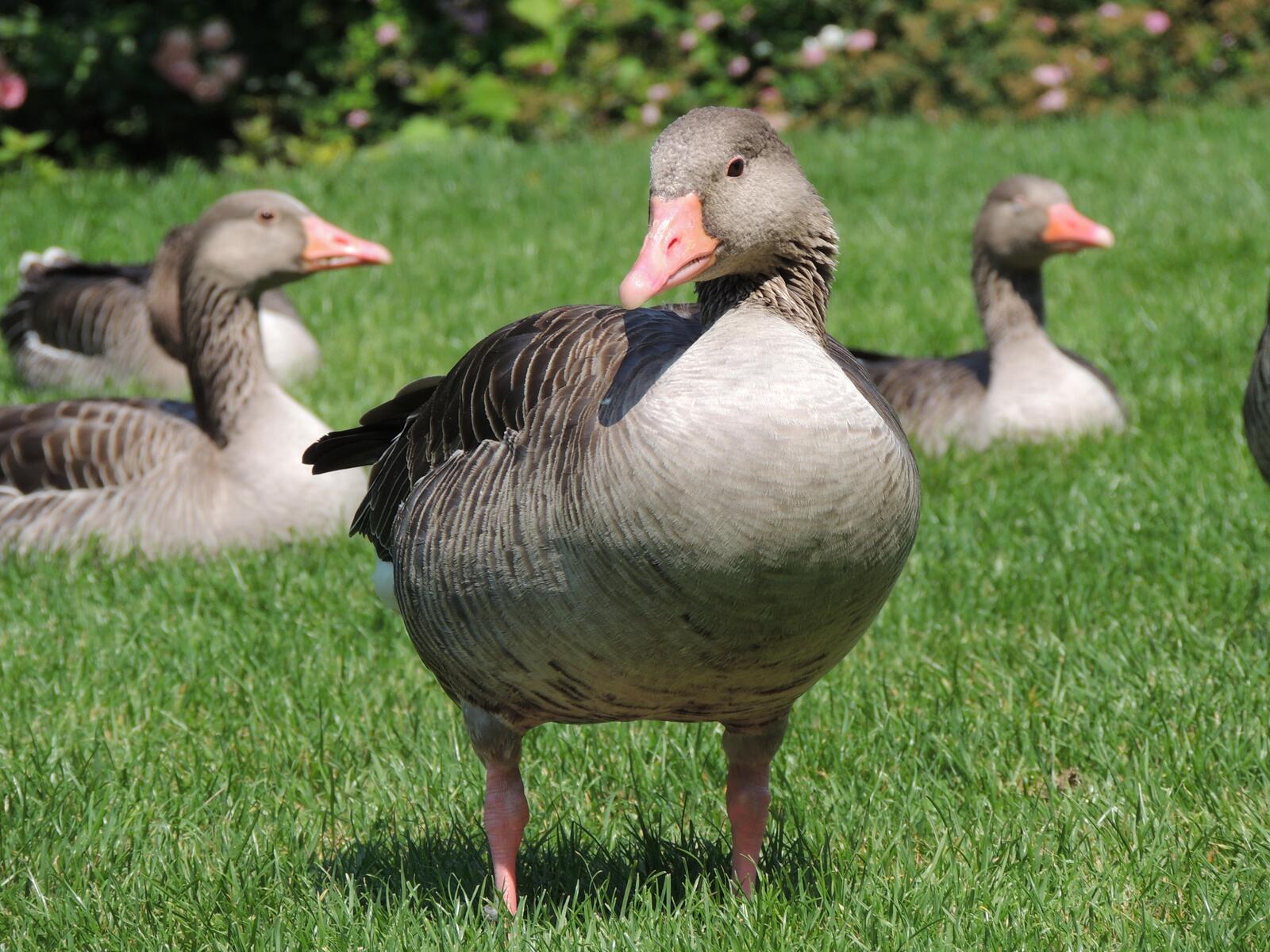 Free photo Geese on a green lawn