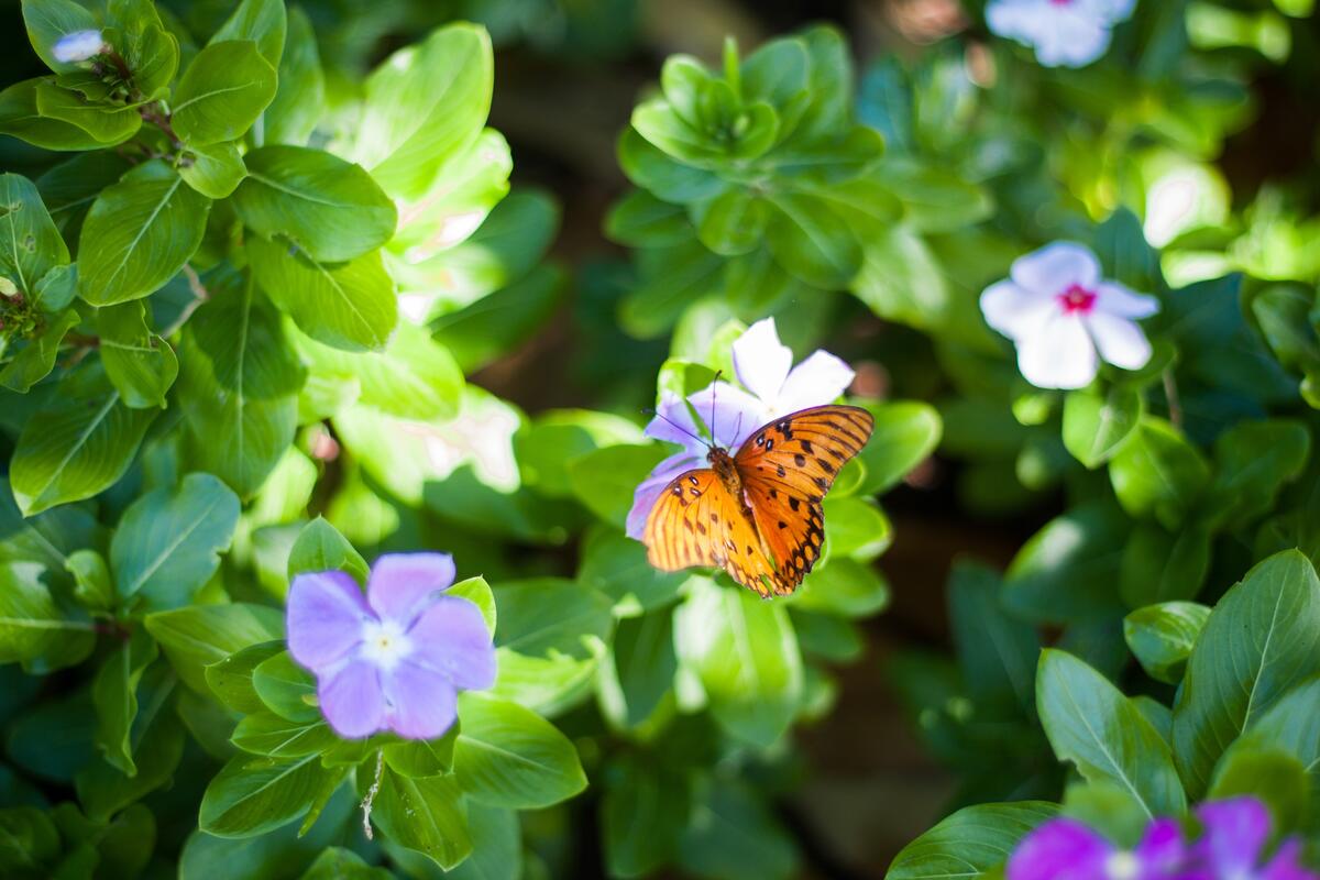 一只蝴蝶坐在阳光下的花朵上
