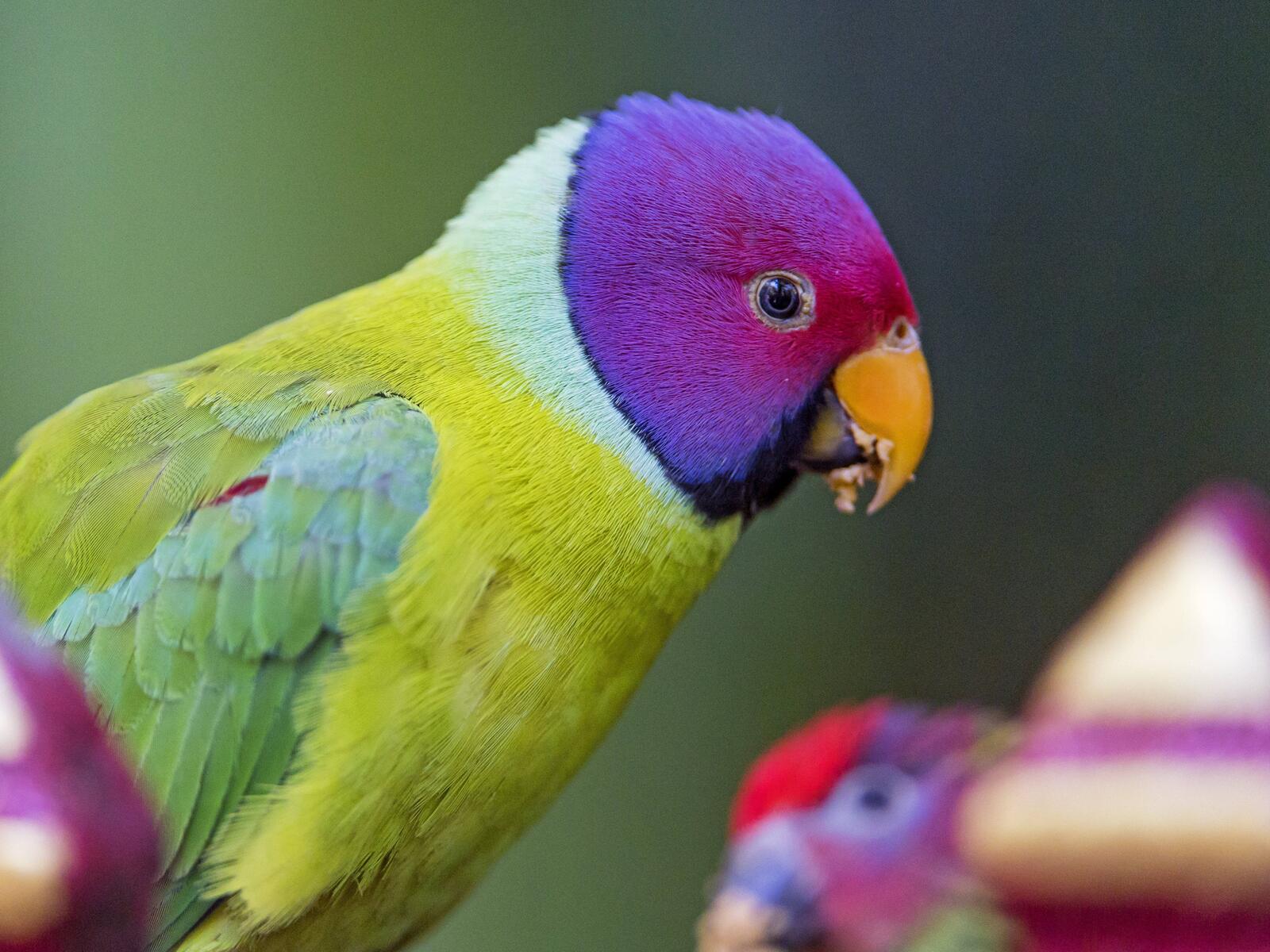 免费照片一只头上长着紫色羽毛的鹦鹉。