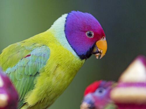 A parrot with purple feathers on its head.