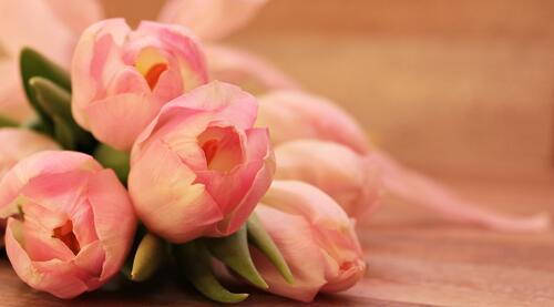 A bouquet of unopened pink tulips.