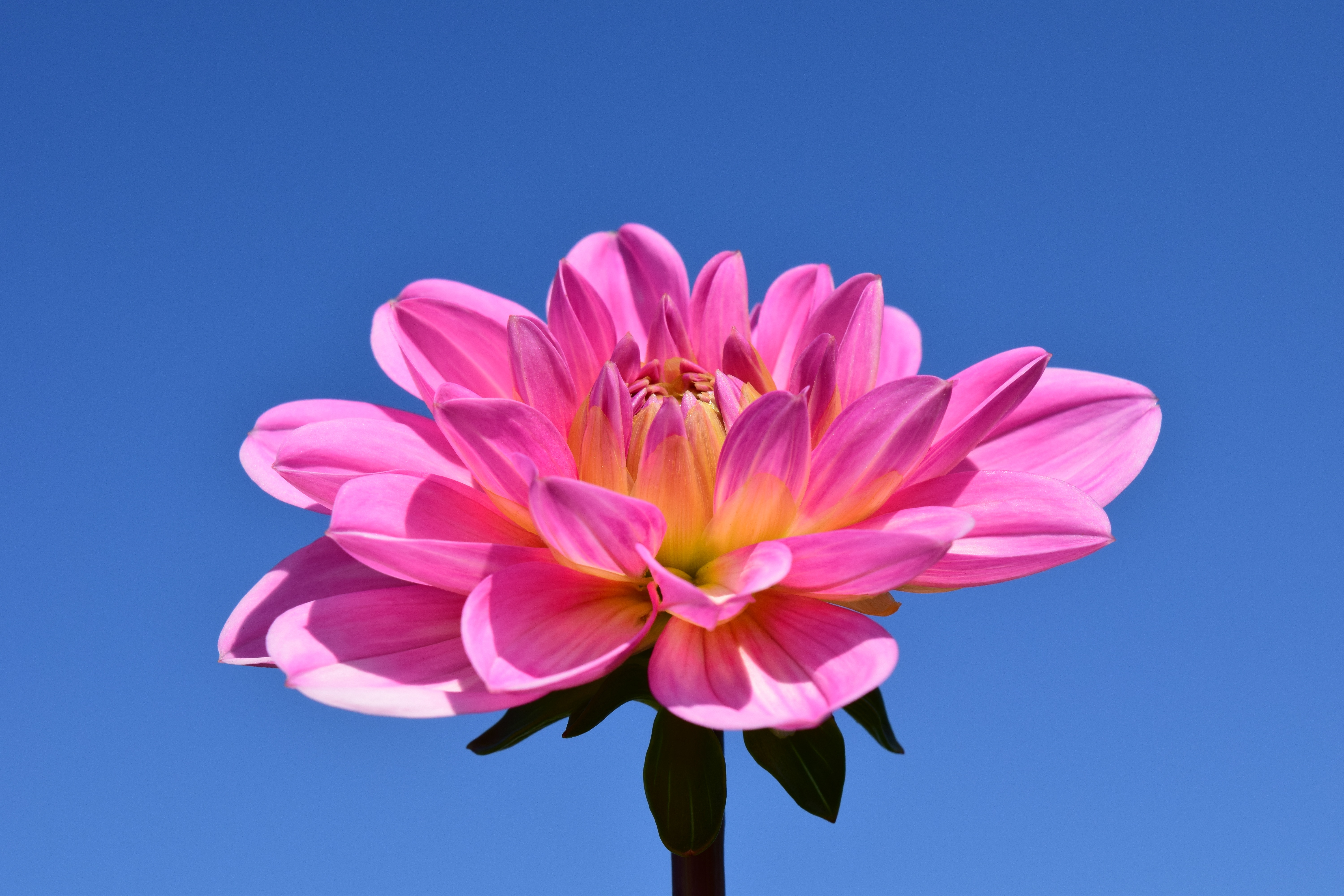 Wallpapers blossom plant sky on the desktop