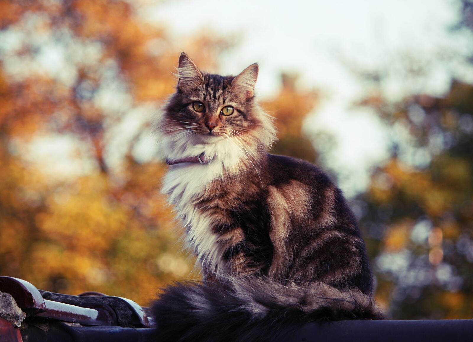Бесплатное фото Красивый пушистый уличный кот