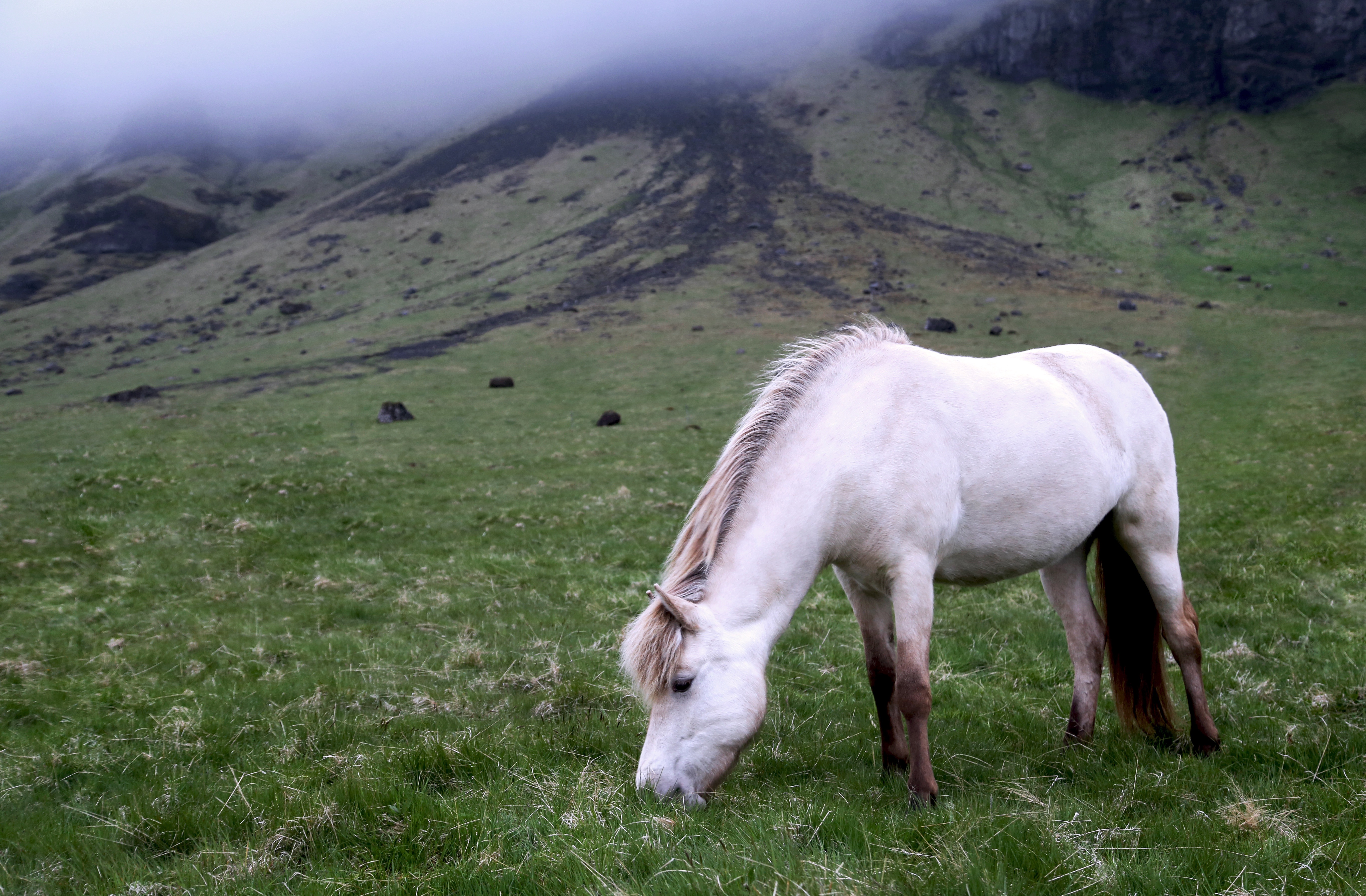 A white stallion grazes in a meadow near a mountain in the fog