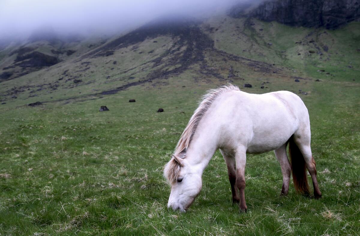 一匹白色的骏马在雾中的山附近的草地上吃草