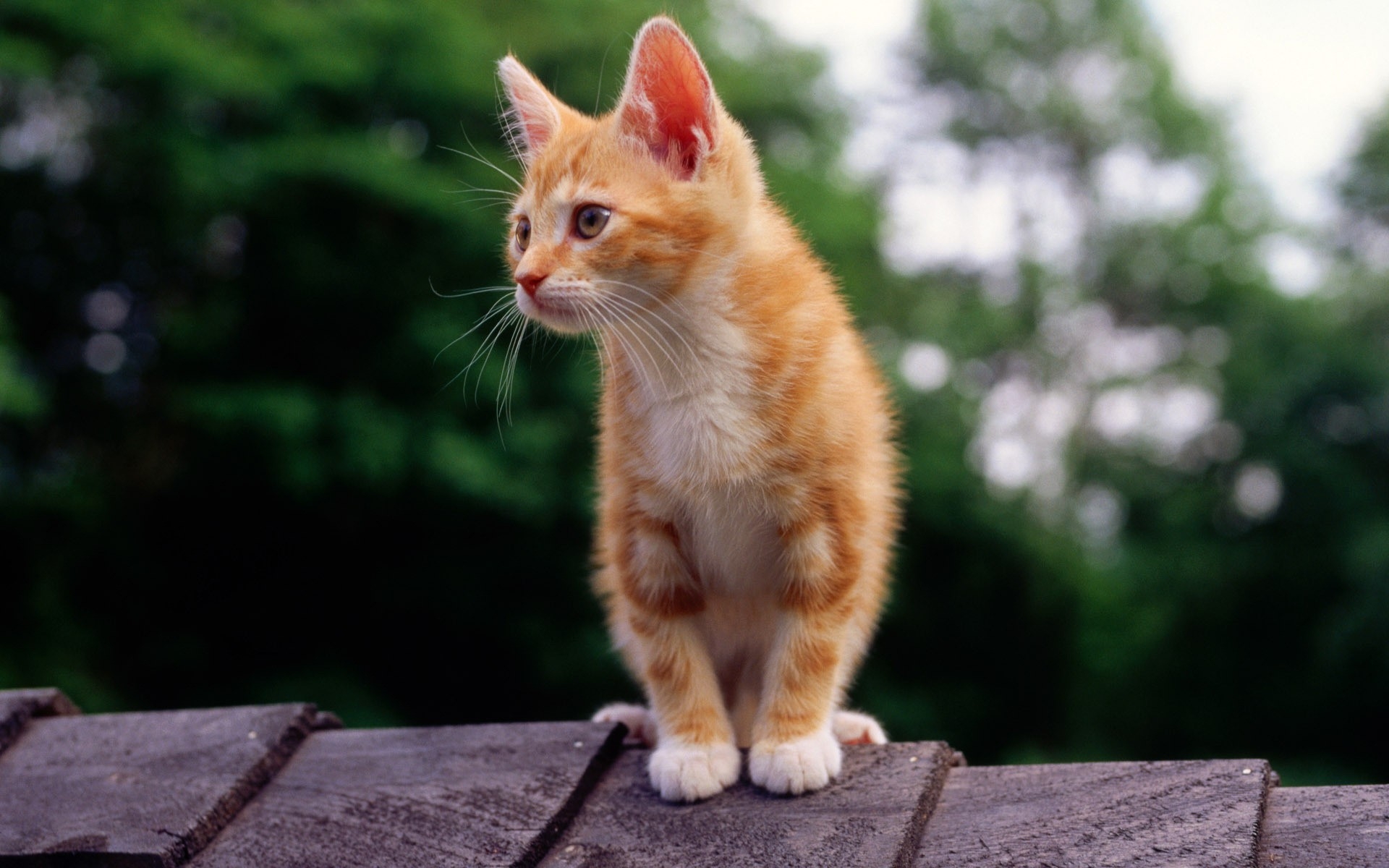 Бесплатное фото Рыжий котенок
