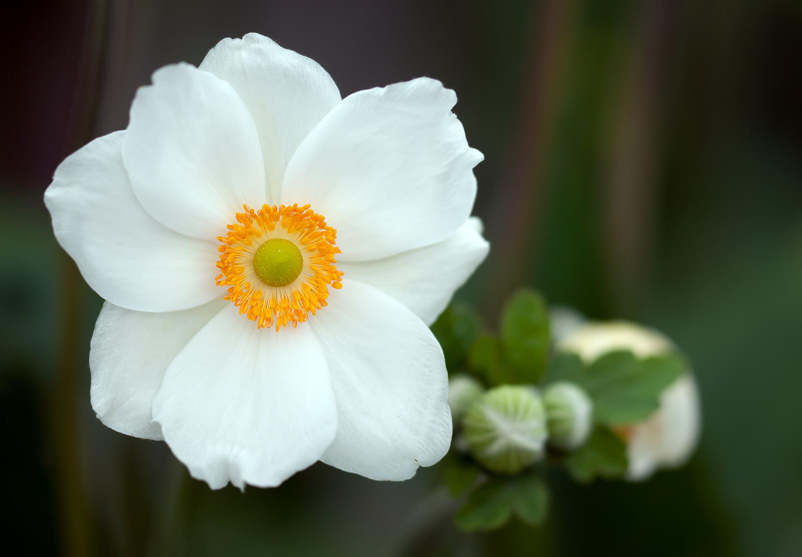Free photo delicate white flower