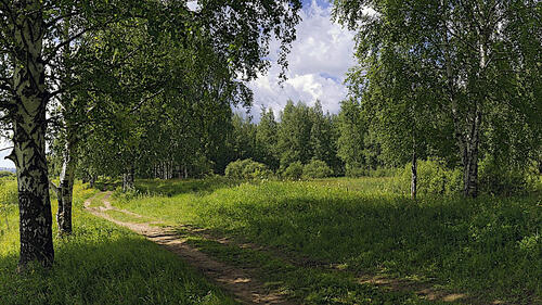 A dirt road in a birch grove