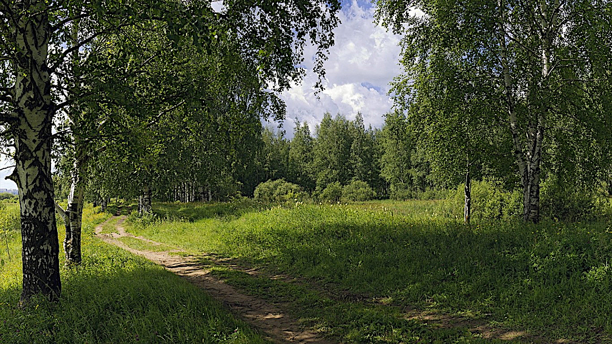 免费照片白桦林里的一条土路