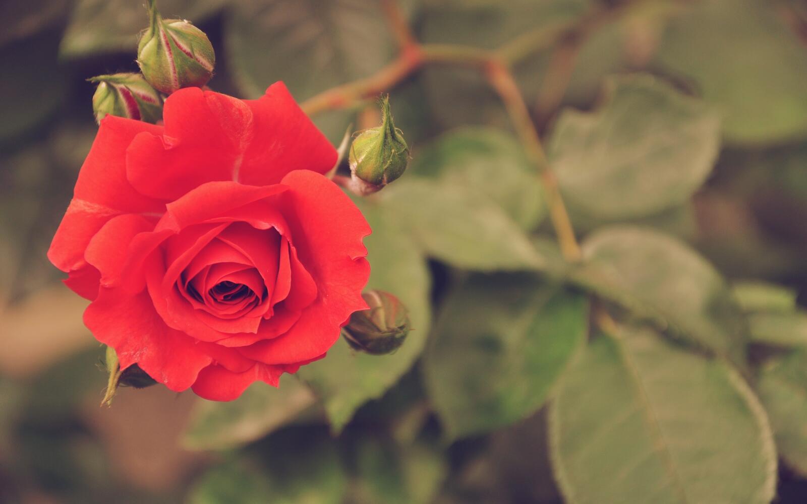 Free photo Lone red rose, top view