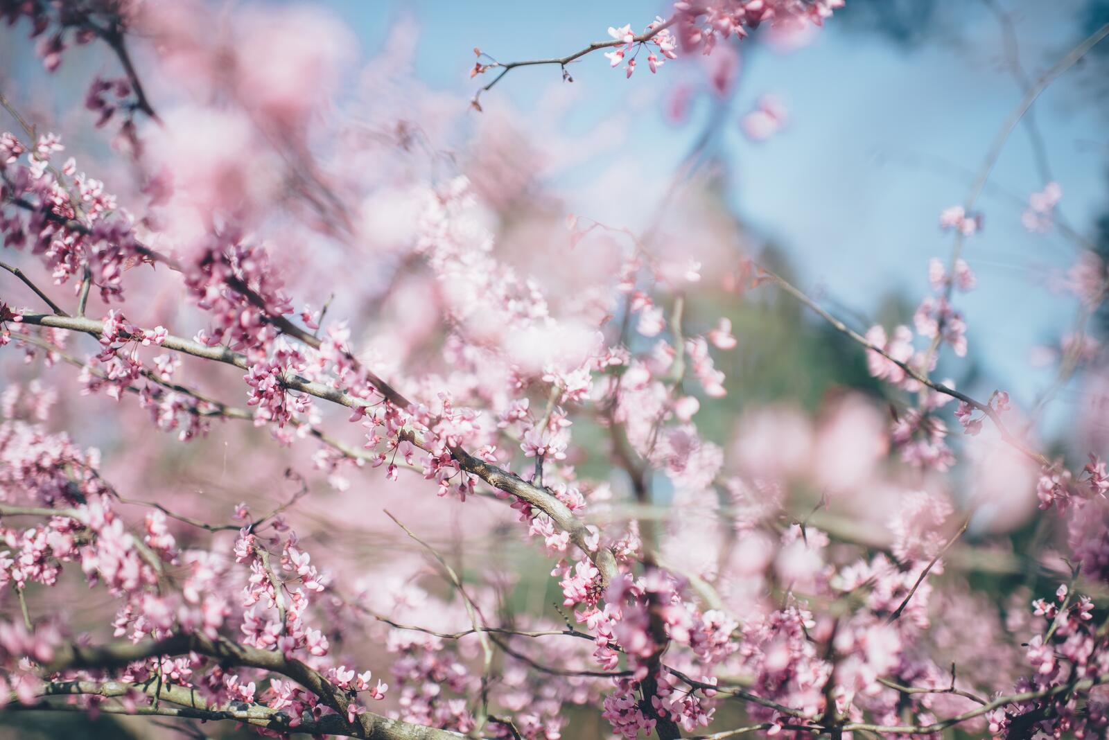 Бесплатное фото Розовые цветы распустившиеся весной