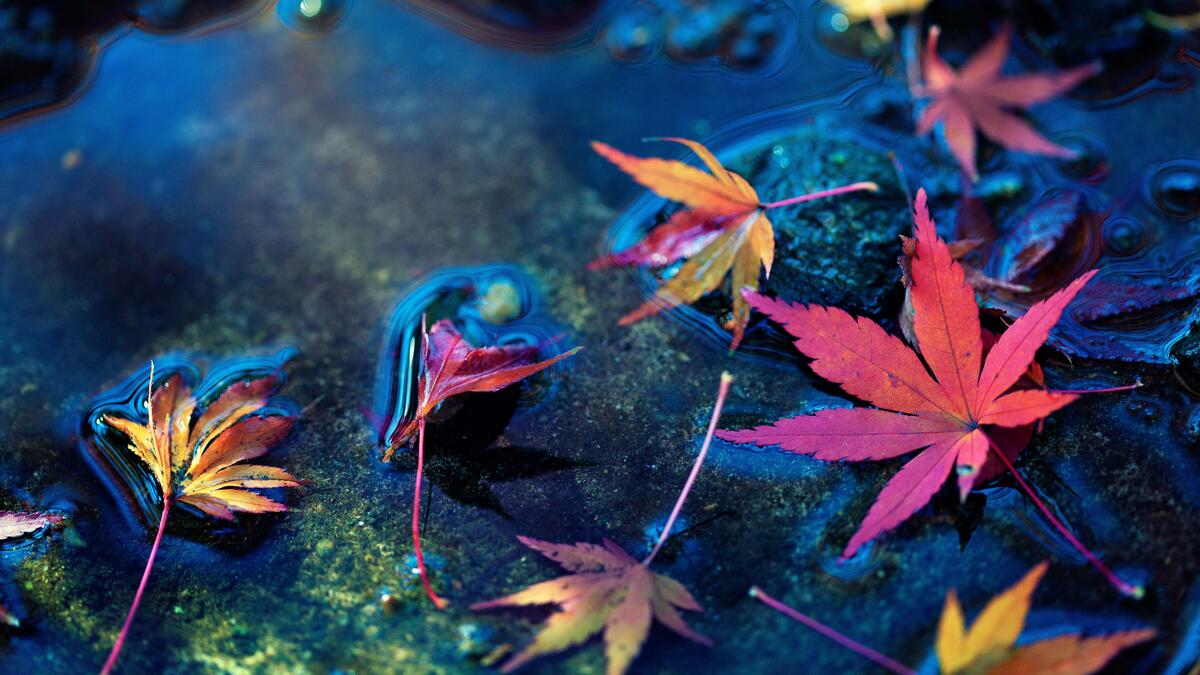 Autumn leaves floating in the water