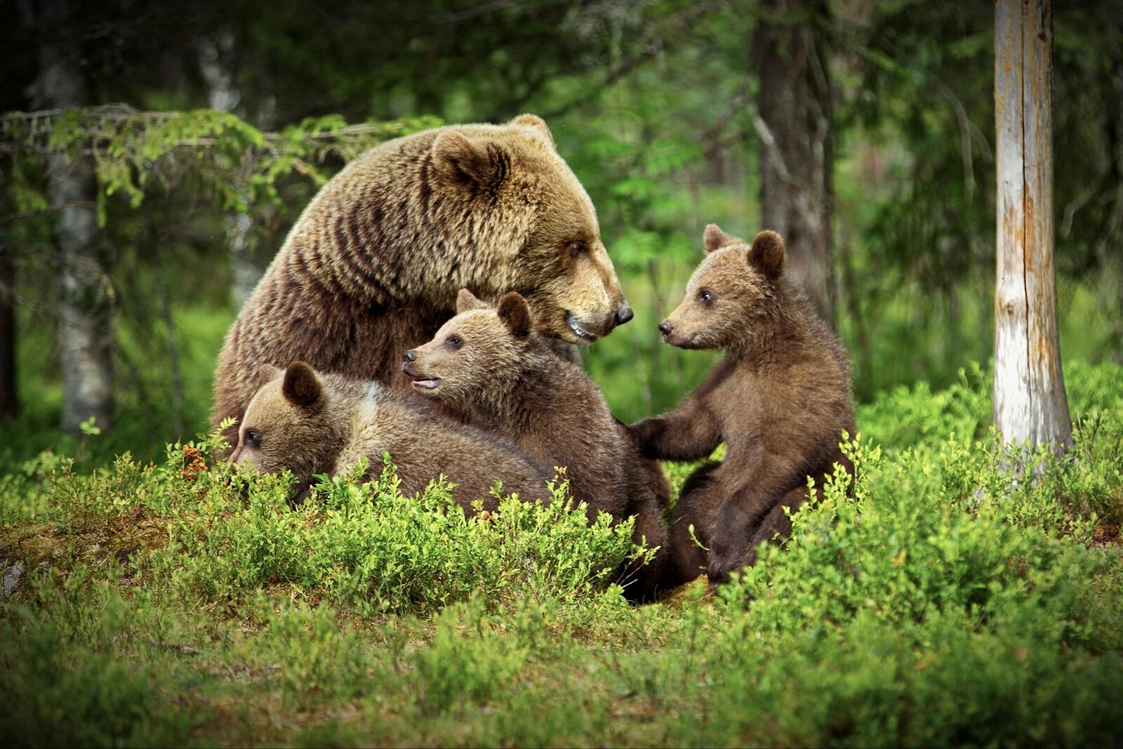 Free photo Mama bear with three cubs