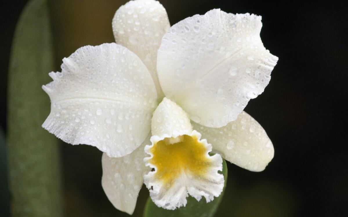 Роса на белых лепестках орхидеи