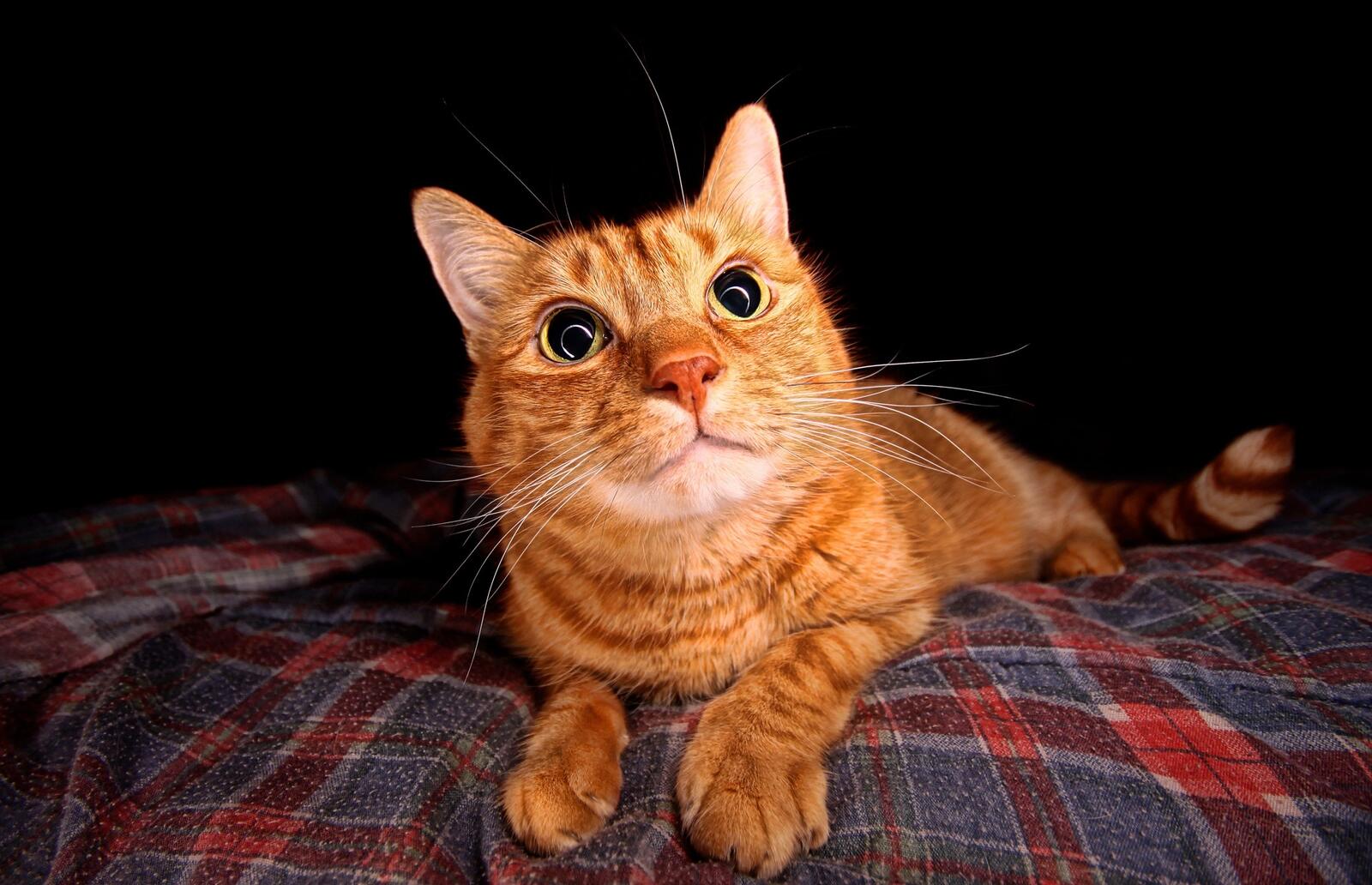 Бесплатное фото Глазастый рыжий кот