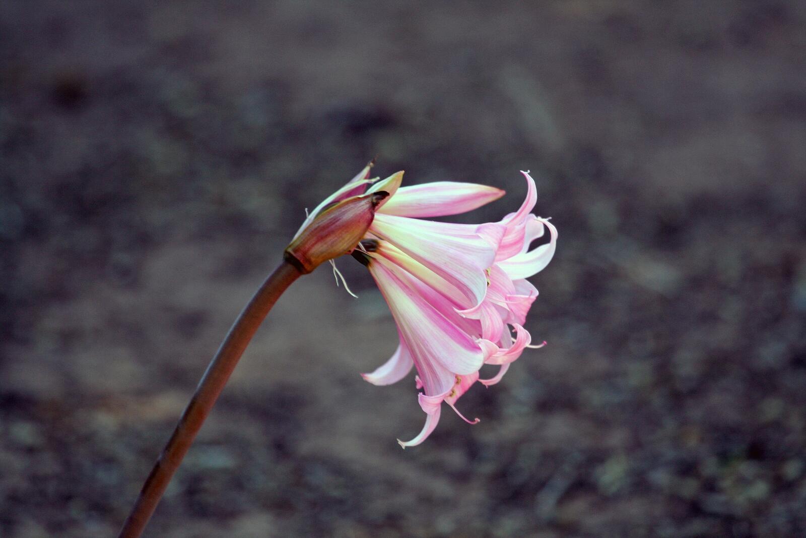 Бесплатное фото Розовый одинокий цветок на сером фоне