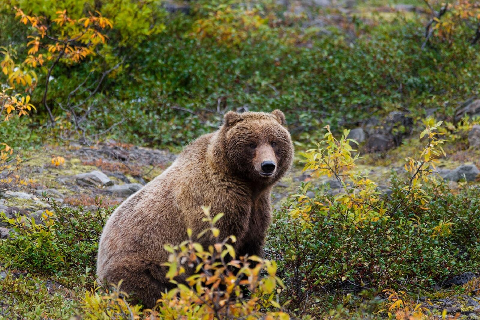 Обои природа животное медведь на рабочий стол