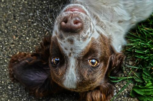 The spaniel is lying on its back and looking at the photographer