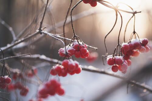 Frozen berries on a tree branch.