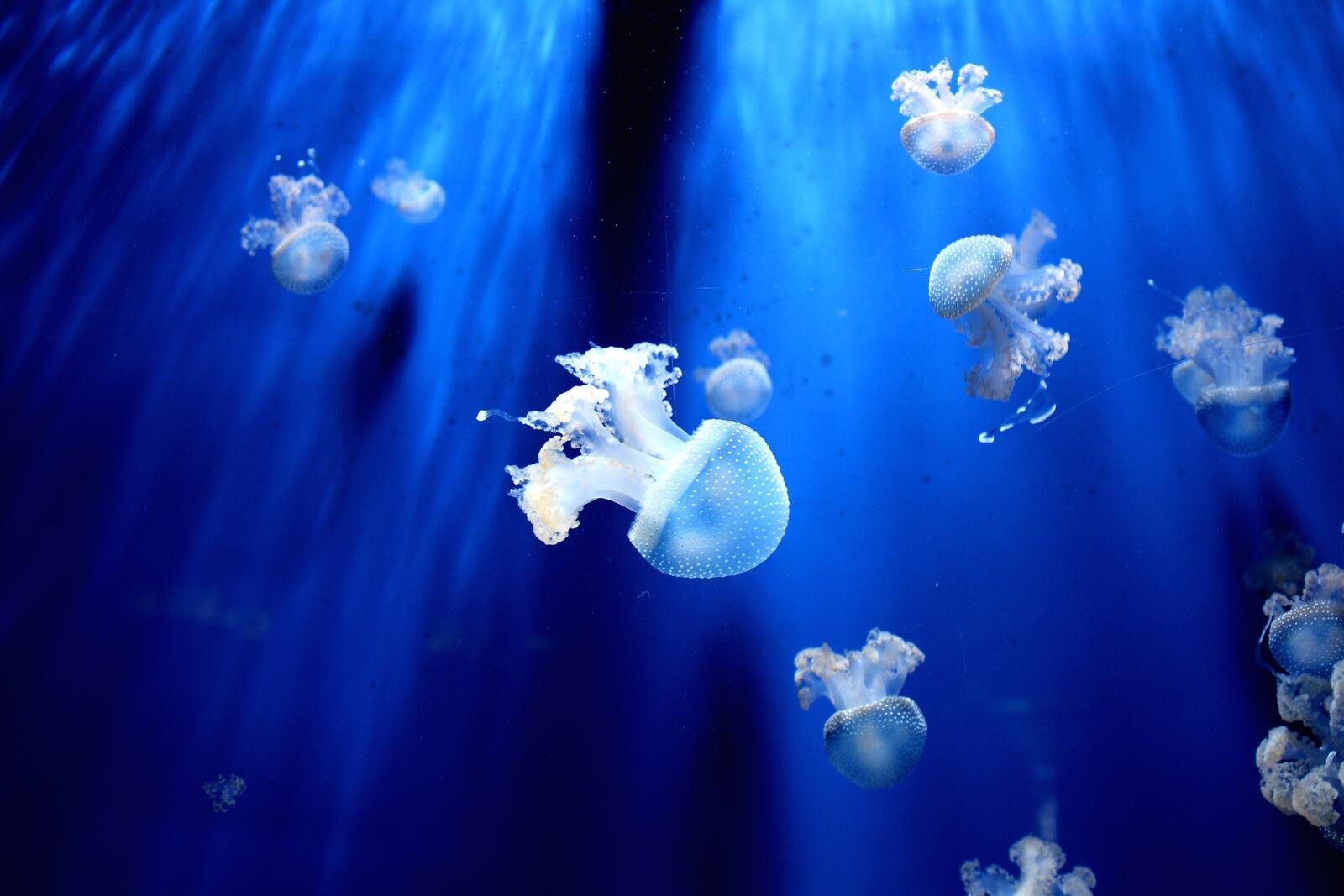 免费照片蓝海中的美丽水母