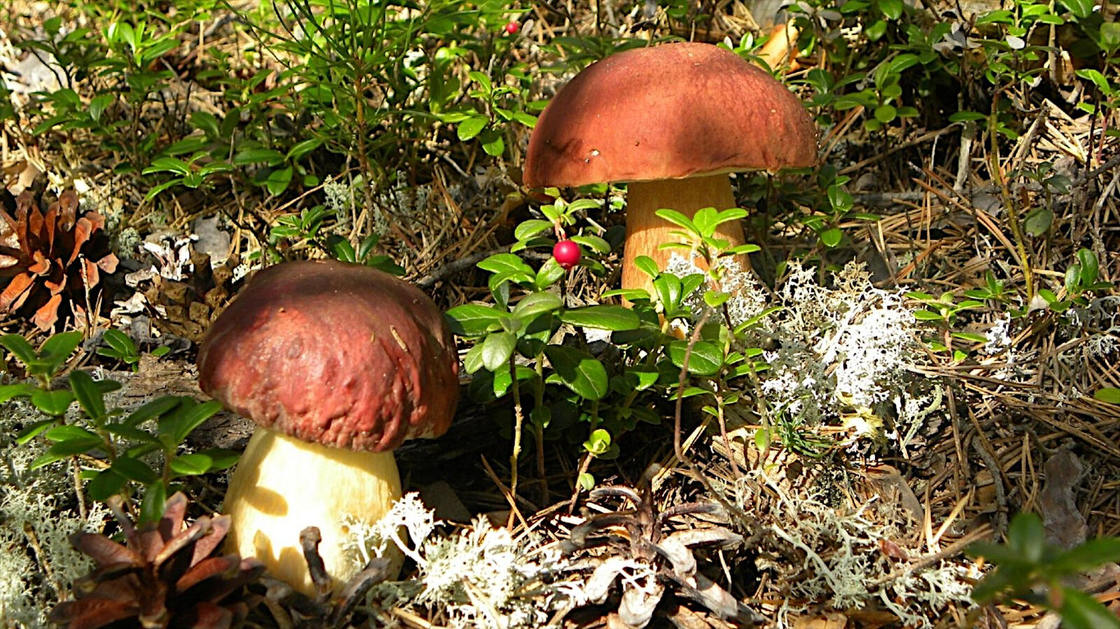 免费照片草地上的蘑菇