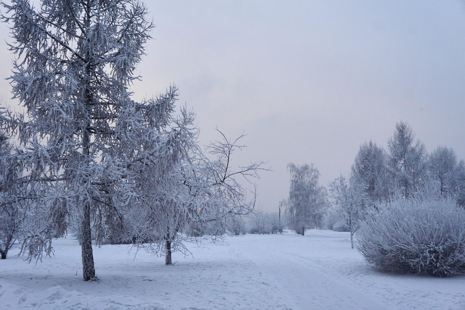 Бесплатное фото Зимний снежный парк с деревьями и тропинками