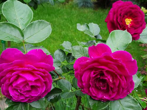 Кусты с розовыми розами
