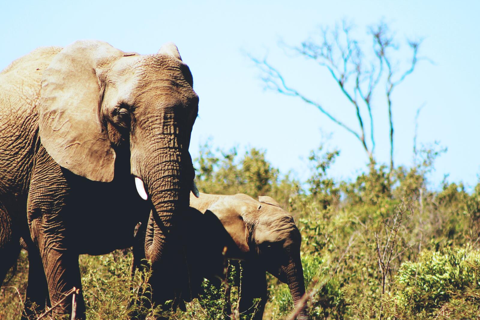 Бесплатное фото Африканские слоны