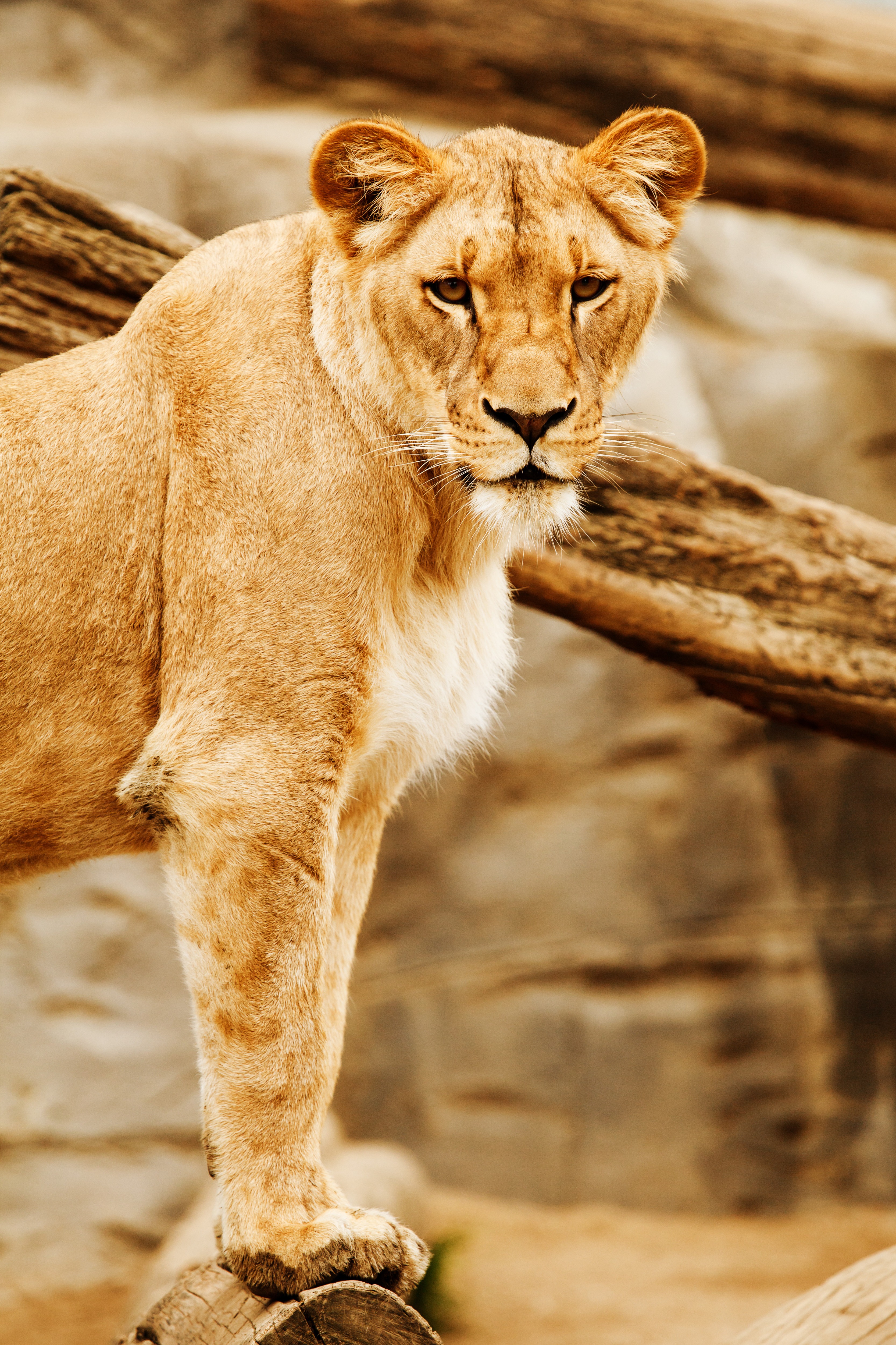 Бесплатное фото Портрет львицы