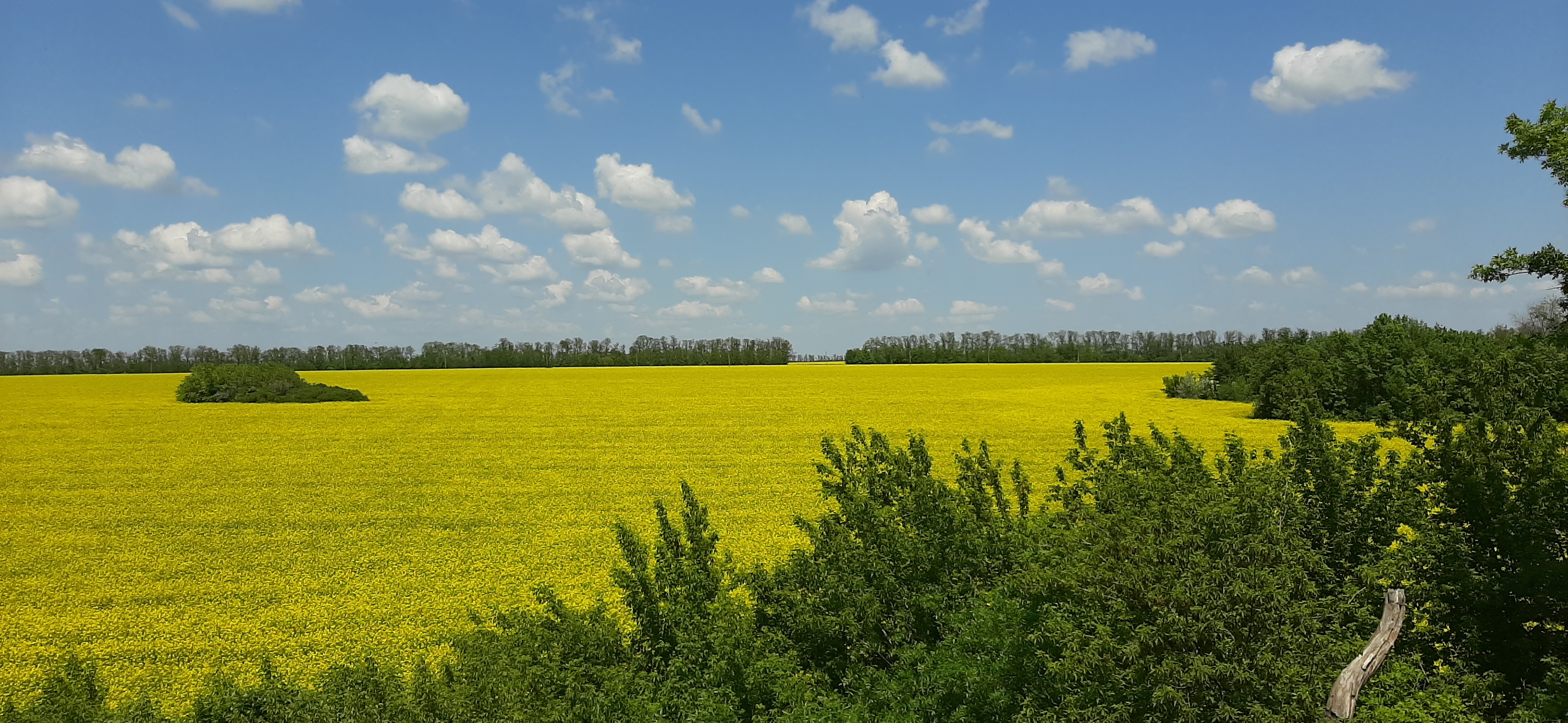 Late spring fields