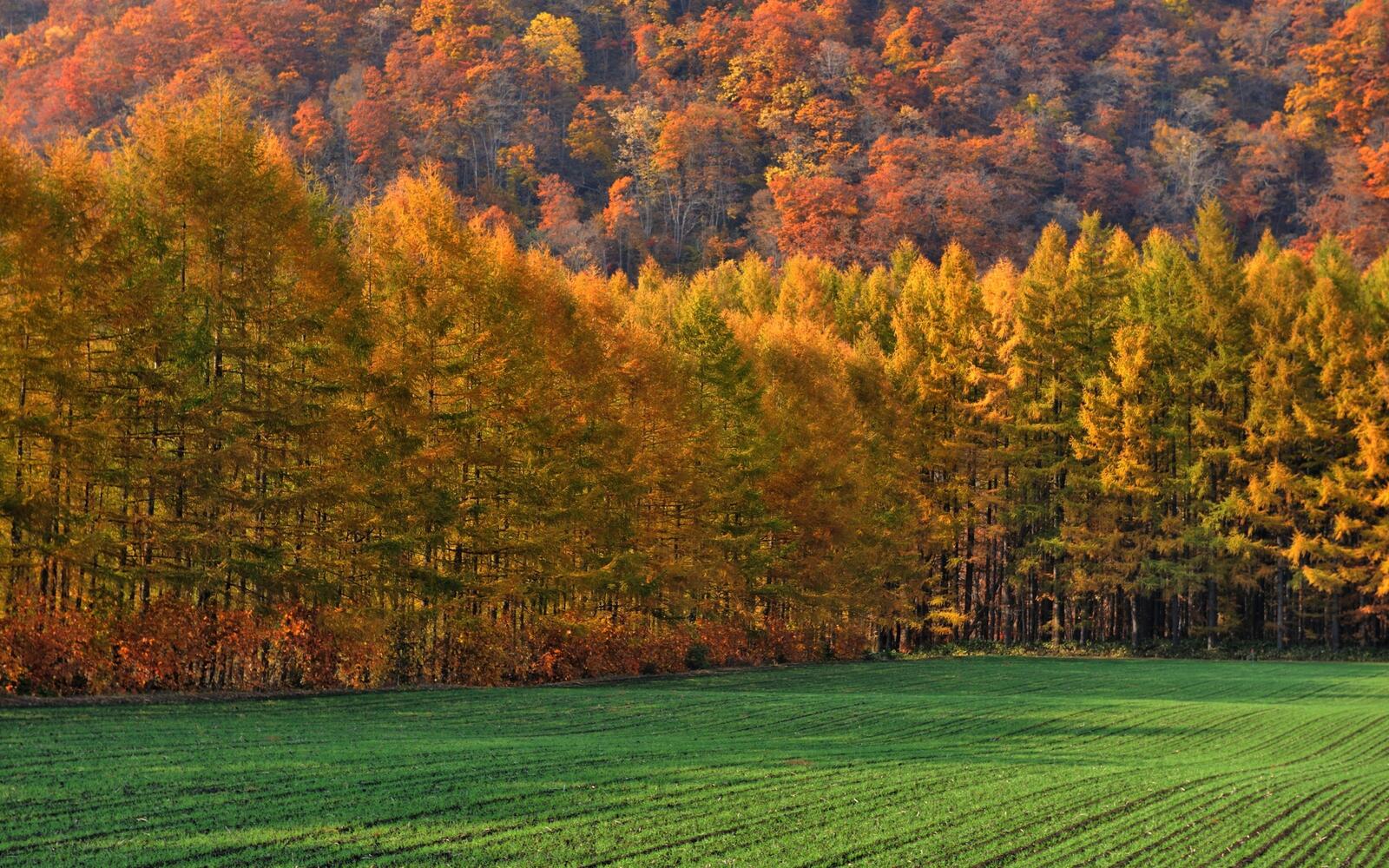 Free photo Trees with yellow foliage grow in a green field